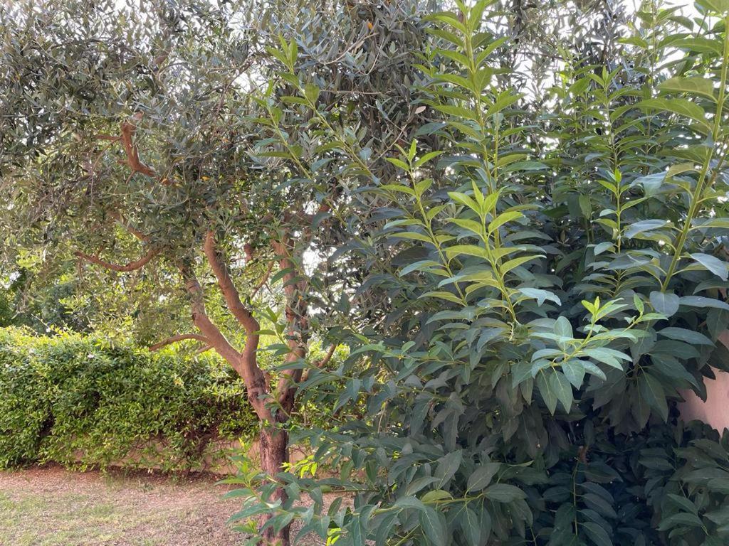 Il Nido Rosso Foligno